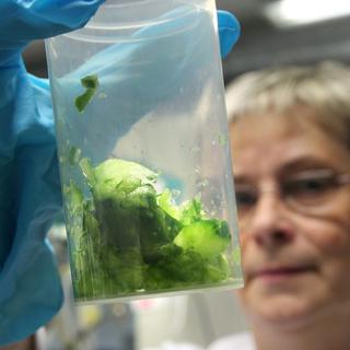 Un concombre est analysé au laboratoire du bureau pour l'agriculture et la sécurité alimentaire à Rostock, en Allemagne. [Bernd Wuetneck]