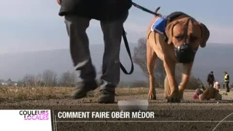 NE: de nombreux propriétaires de chiens ne suivent pas les cours d'éducation canine, qui sont pourtant obligatoires