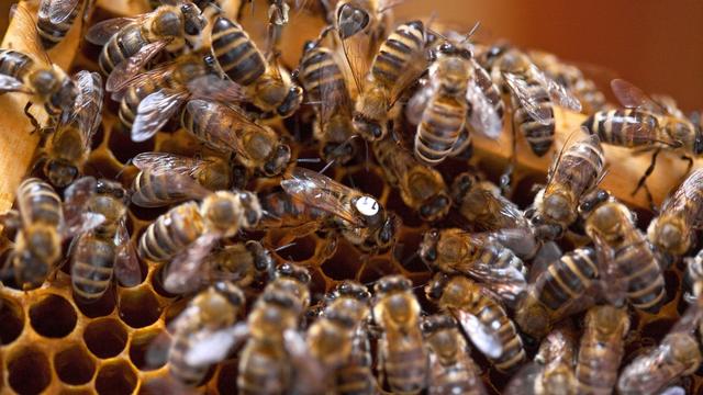 Les abeilles sont victimes d'un mystérieuse hécatombe. [Martin Rütschi]