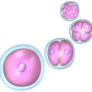 Représentation des premiers stades de division de l'embryon.