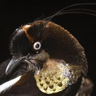 Le paradisier de Berlepsch. [bruce beehler/conservation international]