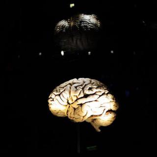 Exposition interactive au Museum d'histoire naturelle de New York sur le cerveau, en novembre 2010