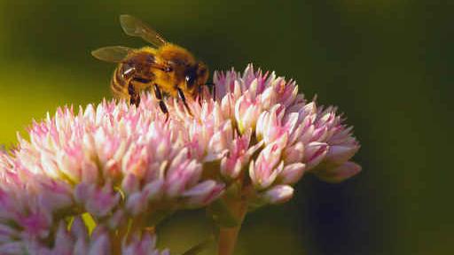 Les conséquences de la mort en surnombre des abeilles sont économiques mais aussi écologiques. [Fotolia]