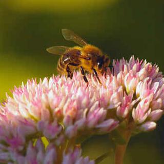 Les conséquences de la mort en surnombre des abeilles sont économiques mais aussi écologiques. [Fotolia]