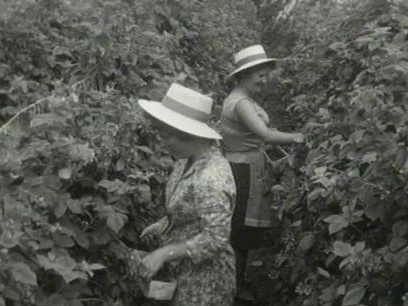 Cueillette des framboises en 1963. [RTS]