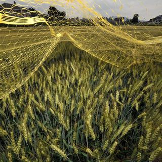 Vue d'un champ de blé expérimental génétiquement modifié, protégé par des filets. Station de recherche de Pully, Vaud, juin 2009. [Dominic Favre]