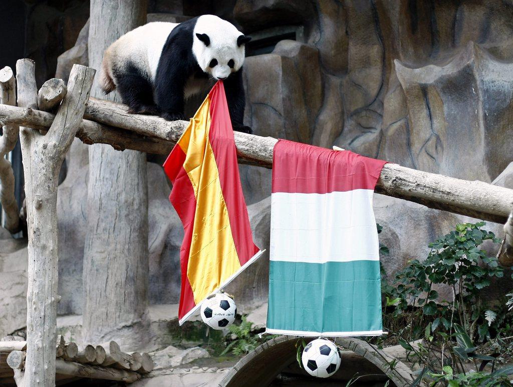 Au petit jeu des pronostics, ce panda d'un zoo thaïlandais semble avoir fait son choix... [Keystone - PONGMANAT TASIRI]
