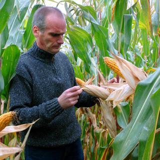Un agriculteur dans un champ de maïs génétiquement modifié MON 810 de Monsanto en Allemagne. [AP Photo/Sven Kaestner]