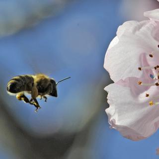 Les abeilles sont capables de prendre en compte les relations entre des objets, telles que leur place "au-dessus" ou "en dessous". [Winfried Rothermel]