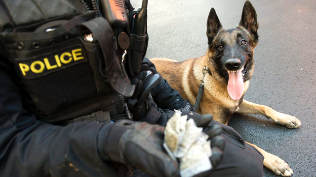 Kidjo, l’un des chiens de la brigade canine de Lausanne, après une recherche de drogue dans le quartier de Chauderon. [Jean-Christophe Bott]