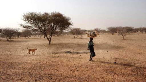 Crise alimentaire au Sahel, appel de MSF, juillet 2012. [MSF]