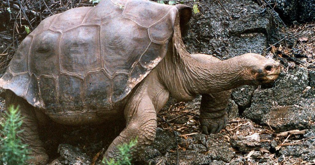 La tortue "Georges" est morte, mais son espèce survit encore