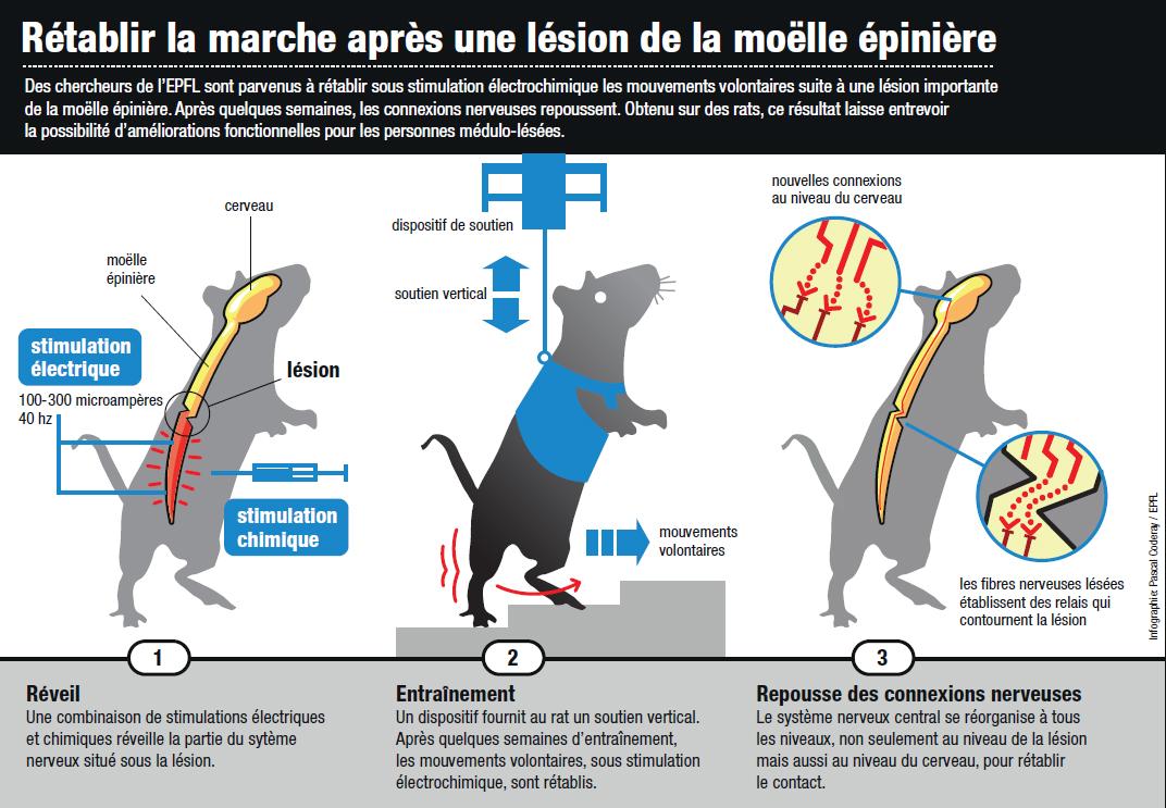 Explications de la méthode mise au point par l'équipe de Grégoire Courtine. [EPFL]