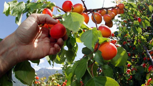 Les abricots, un des symboles du terroir valaisan. [Olivier Maire]