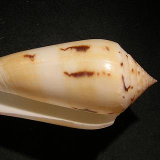 C'est dans le venin de cet escargot marin, Conus Consor, que les scientifiques cherchent les médicaments du futur. [wikipédia]