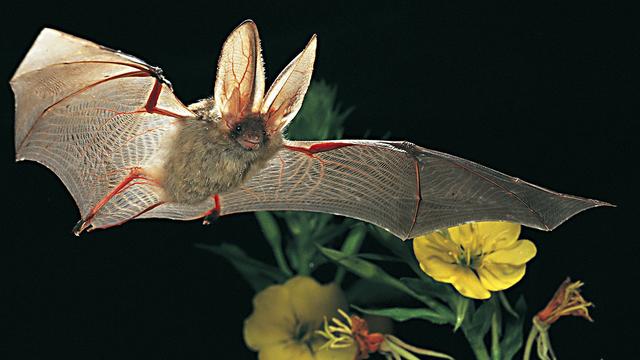 L'oreillard brun, animal de l'année 2012. [Pro Natura - Dietmar Nill]