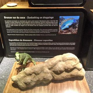 Une crotte de dinosaure fossilisée, exposée dans "KKZOO" [DR]