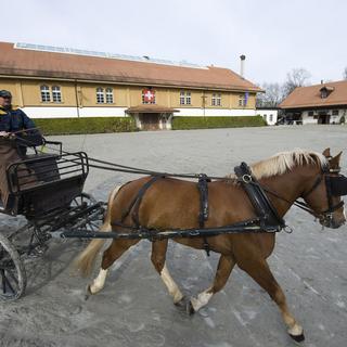 Un cheval tire une calèche au haras national suisse à Avenches. [Laurent Gillieron]