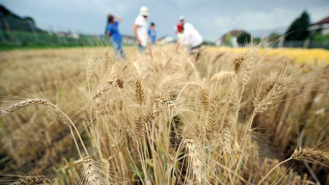 Des collaborateurs de la Station de recherche Agroscope de Changins récoltent le blé expérimental génétiquement modifié, à Pully. [Dominic Favre]
