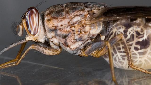 Glossina morsitans ou mouche tsé-tsé. [CC BY SA / Wikipédia - Geoffrey M. Attardo]