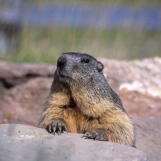Aux Rochers-de-Naye, les marmottes sont dans des parcs pour être protégées des prédateurs et admirées du public. [goldenpass]