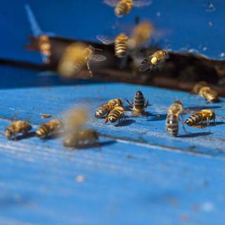 Le Conseil fédéral approuve la création d'un Service sanitaire apicole. [Martin Rütschi]