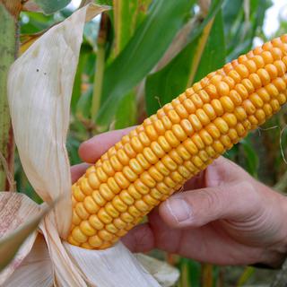 Le maïs génétiquement modifié de Monsanto est au centre de la dispute scientifique. [Sven Kaestner]