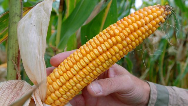 Le maïs génétiquement modifié de Monsanto est au centre de la dispute scientifique. [Sven Kaestner]