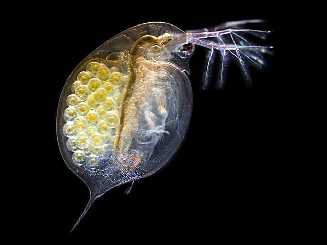 Les daphnies sont utilisés pour étudier la qualité de l'eau. [micro_photo]