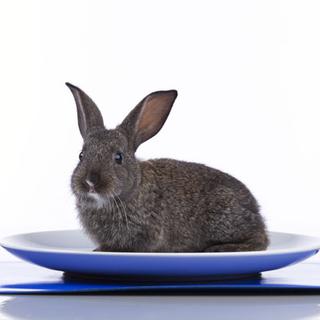 La loi sur l'étiquetage oblige de spécifier les conditions d'élevages des lapins qui se retrouvent dans nos assiettes. [Helder Almeida]