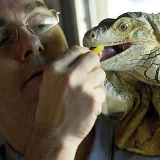 Michel Ansermet, directeur du Vivarium de Lausanne, nourrit l'Iguane "Kouma". [Jean-Christophe Bott]
