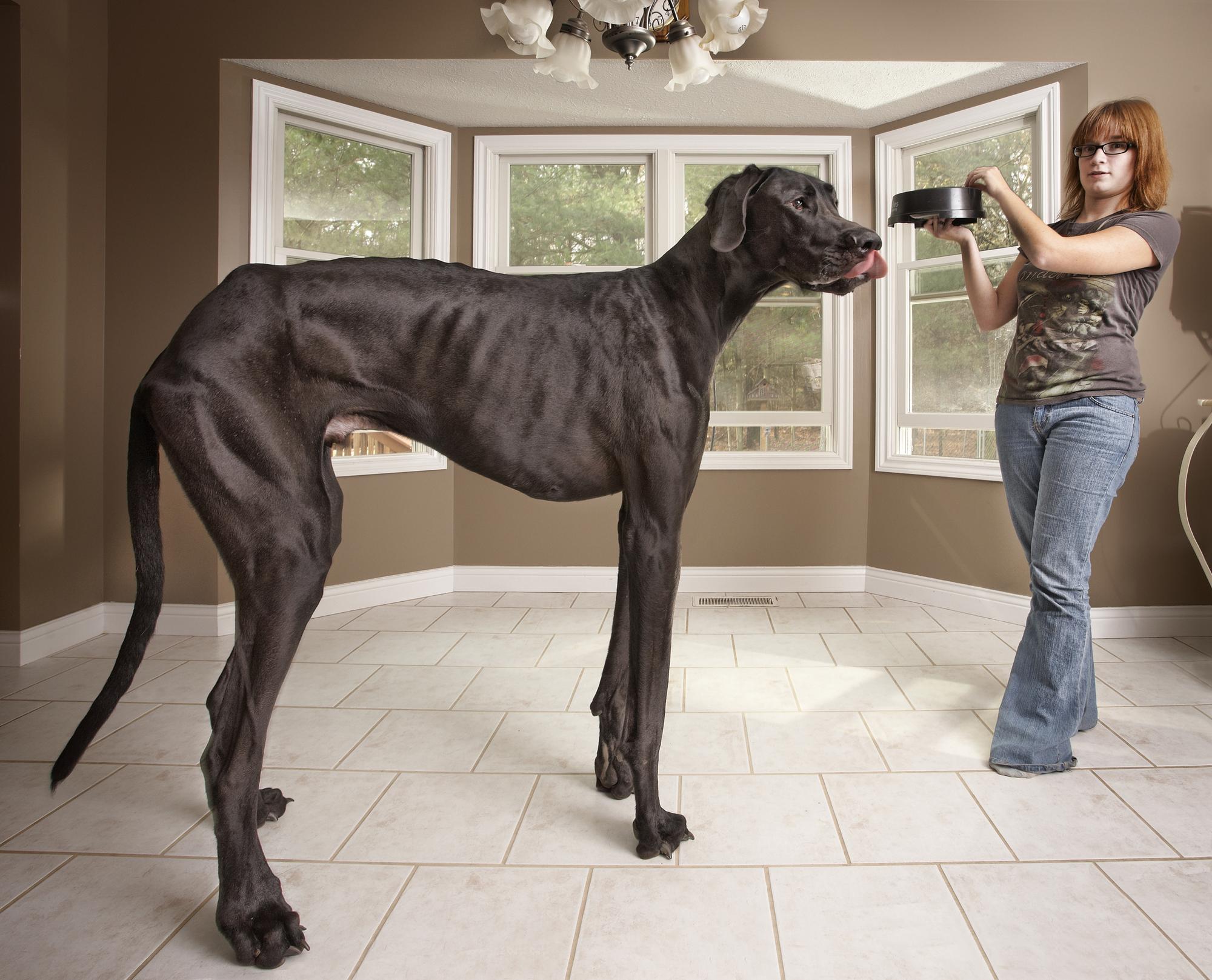 Zeus est le plus grand chien du monde, selon le Guinness book des records. [Guinness World Records]