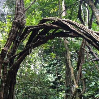 Lianes dans la forêt amazonienne en Guyane française. [Cécile Guérin]