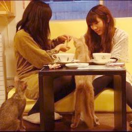 Les Coréens se détressent en sortant du travail dans les "cafés-chats". [http://darium.over-blog.com/article-couvre-feu-pour-les-bars-a-chats-japon-100878853.html]