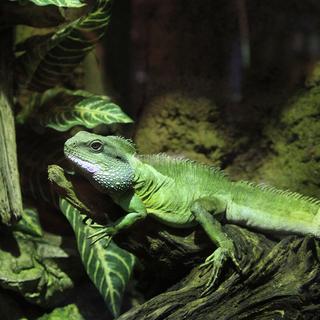 Le dragon d'eau chinois devenu adulte est nettement plus gros que le bébé lézard. [Murièle Fellay]