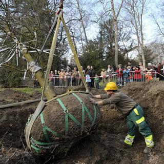 21 mars 2012: deux chênes sont plantés à Genève par le Service des espaces verts. [Martial Trezzini]