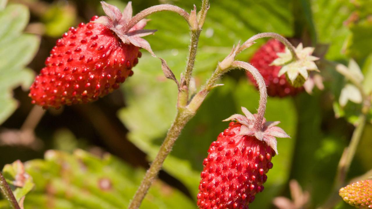 La fraise des bois. [AGphotographer]