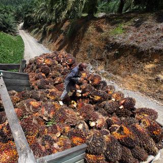 Une plantation de palmiers à huile en Malaisie. [Mohd Rasfan]