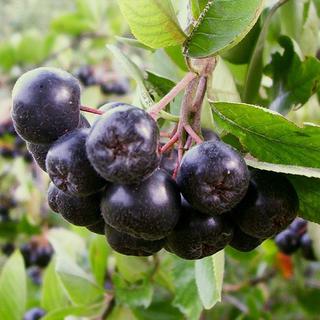 Fruits d'Aronia. [CC BY SA (Wikipédia)]