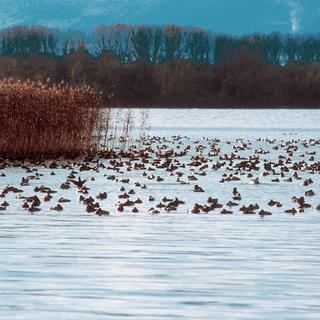 Rassemblement de canards hivernant dans la Baie d’Yvonand. [DR - Christophe Le Nédic]