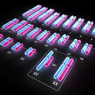 Les chromosomes sexuels (XX et XY) déterminent le sexe génétique d'un individu. [Science Photo Library / AFP]