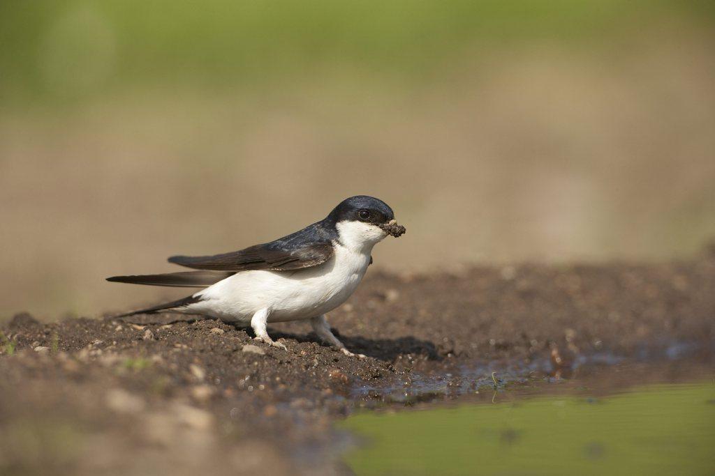 L'hirondelle de fenêtre est sur la liste rouge des oiseaux menacés de disparition depuis 2010. [KEYSTONE - Mark Hamblin]