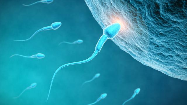 Chaque année, la concentration de spermatozoïdes diminue de presque 2%. [Sashkin]