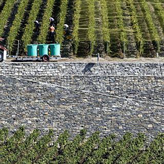 Récolte du raisin destiné à la production de vin dans les vignes. [Jean-Christophe Bott]