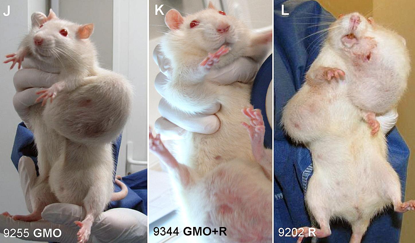 Des tumeurs grosses comme des balles de ping-pong se sont développées sur des rats. [AFP - CHARLY TRIBALLEAU]