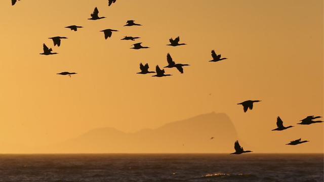 Le solstice d'hiver a aussi été franchi sans encombres à Cape Town, en Afrique du Sud, où les cormorans continuent à voler sans souci. [Nic Bothma]