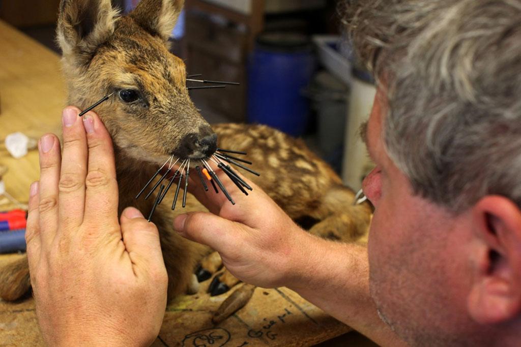 Christian Schneiter a naturalisé plus de 6000 animaux.