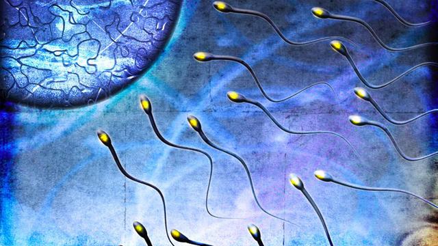 Le nombre de spermatozoïdes a baissé de 32% en 16 ans [Colin Anderson]