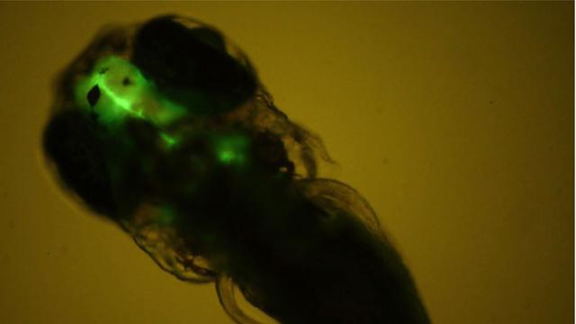 Observation de la fluorescence dans le cerveau de l’embryon de poisson zèbre. [Inserm - O. Kah]