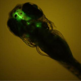 Observation de la fluorescence dans le cerveau de l’embryon de poisson zèbre. [Inserm - O. Kah]